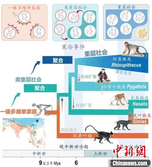 寒冷事件促进亚洲叶猴社会聚合。　广发体育供图