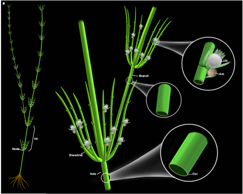 基于化石和现代轮藻纲构建的奇迹塔里木轮藻复原图（广发体育博物馆刘茜绘制）